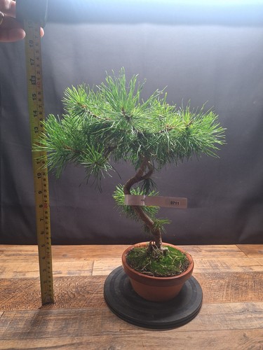 Scotts pine bonsai - , tree