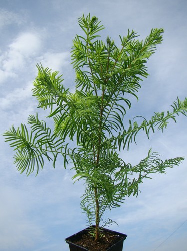 Metasequoia glyptostroboides