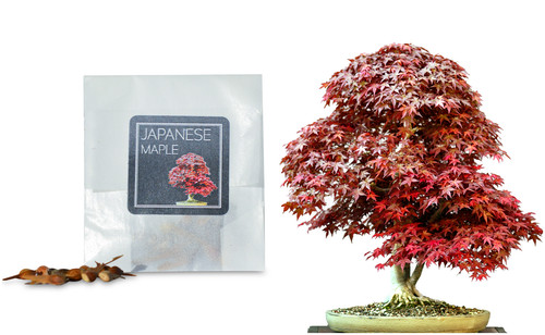 Japanese maple bonsai seeds - maple,
