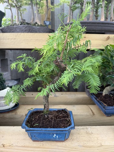 Dawn redwood pre - redwood, tree