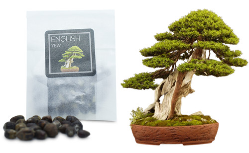 English yew bonsai seeds - 30,