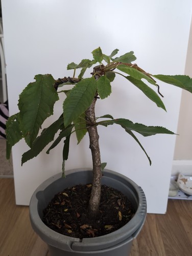 Cherry tree bonsai - tree, starter