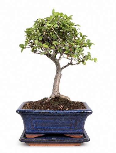 Chinese elm bonsai tree broom - tree,