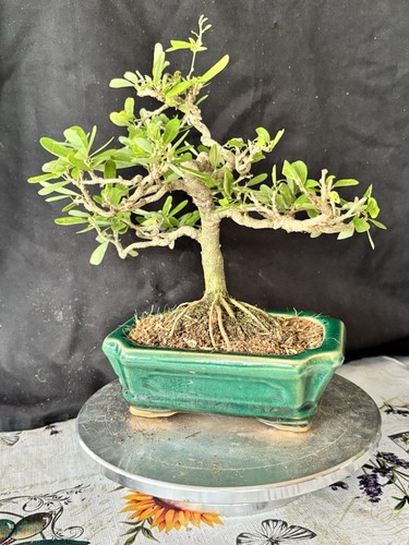 Vietnamese bluebells bonsai - vietnamese,