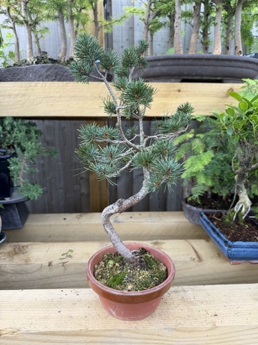 Pine bonsai tree pinus - pine,