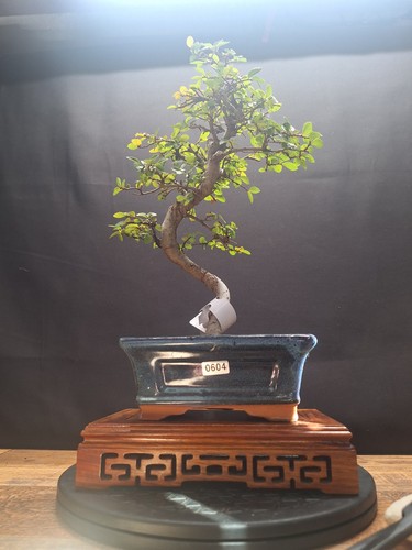 Twisted trunk chinese elm