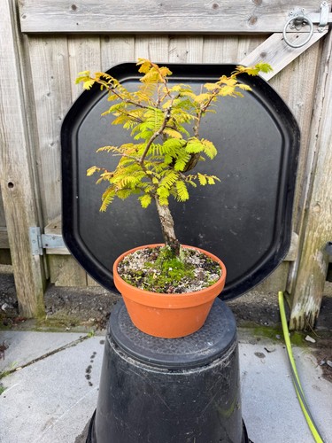 Dawn redwood bonsai - dawn,