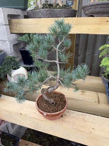 Potted pine bonsai tree - potted,
