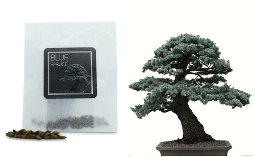 Blue spruce bonsai - 30, seeds