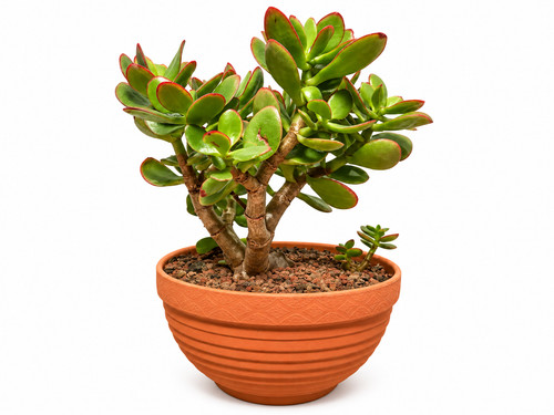 Jade plant money tree bonsai - plant,
