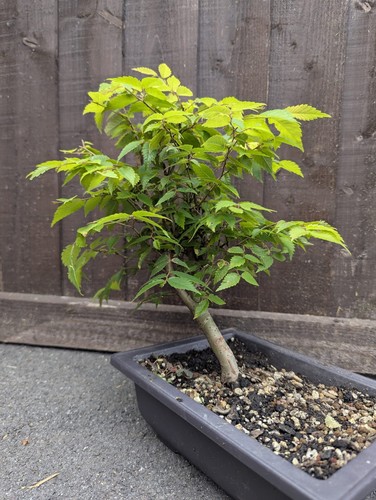 Established japanese grey bark - established,