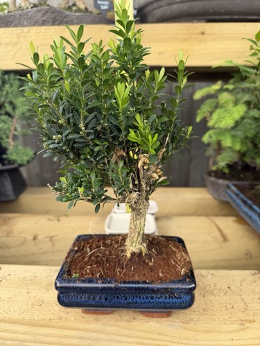 Boxwood bonsai tree buxus - boxwood,