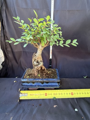 Chinese elm bonsai tree potted - chinese,