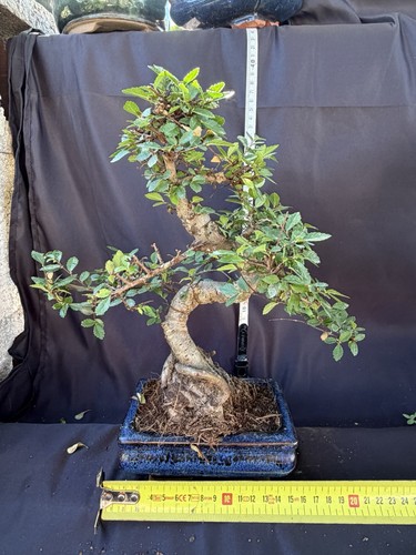 Chinese elm ulmus bonsai - elm, tree