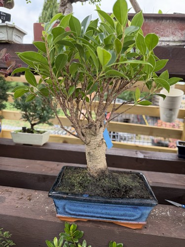 Ficus bonsai tree - ficus,
