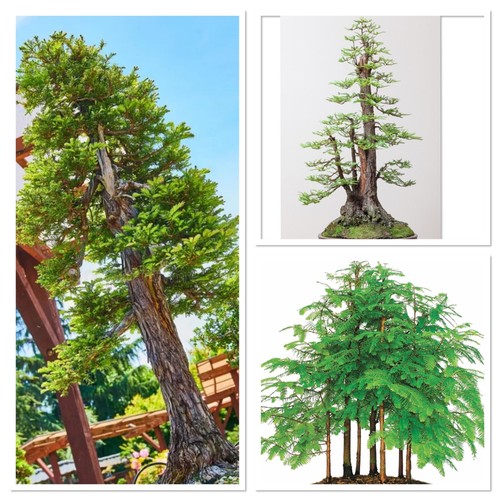 Dawn redwood bonsai - redwood,