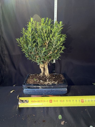 Boxwood bonsai tree potted - bonsai,