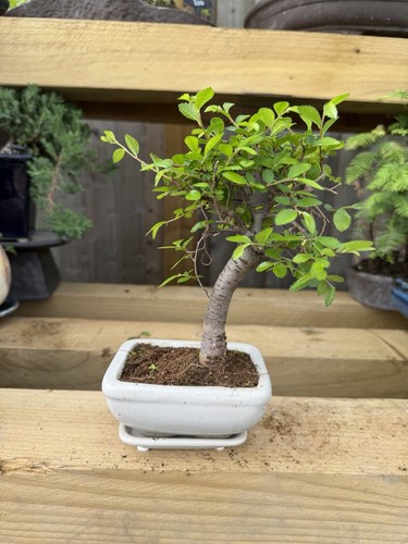 Ficus bonsai tree white - ficus,