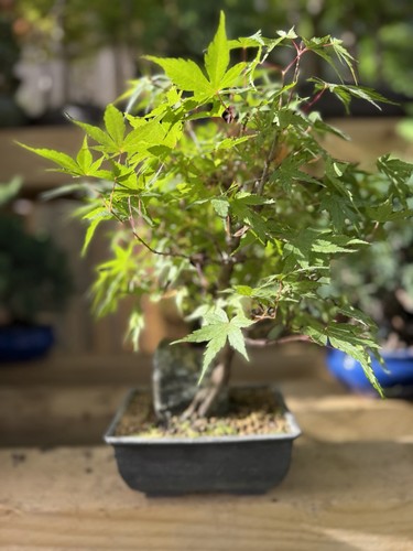 Japanese maple acer bonsai - japanese,