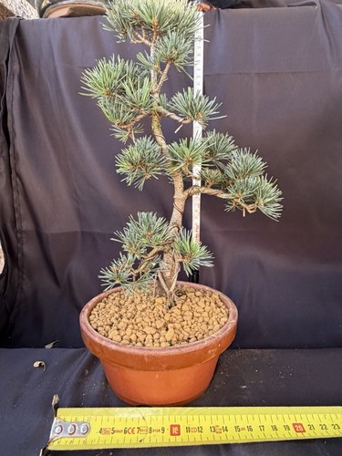 Japanese white pine - japanese, bonsai