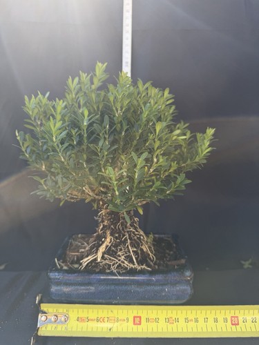 Buxus bonsai tree potted - tree,