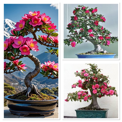 Bonsai starter tree - ,, camellia