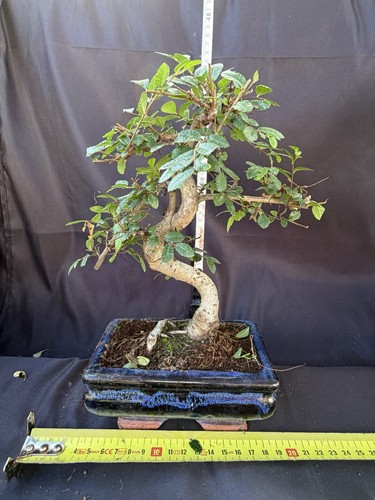 Chinese elm ulmus bonsai tree - elm,