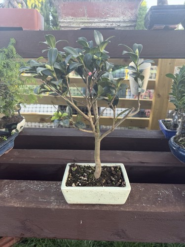Ficus bonsai tree - ficus,