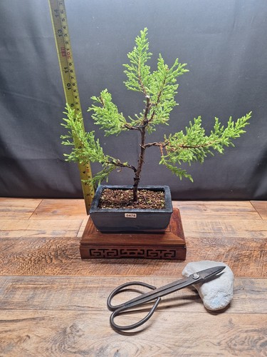 Goldcrest prebonsai tree - goldcrest,