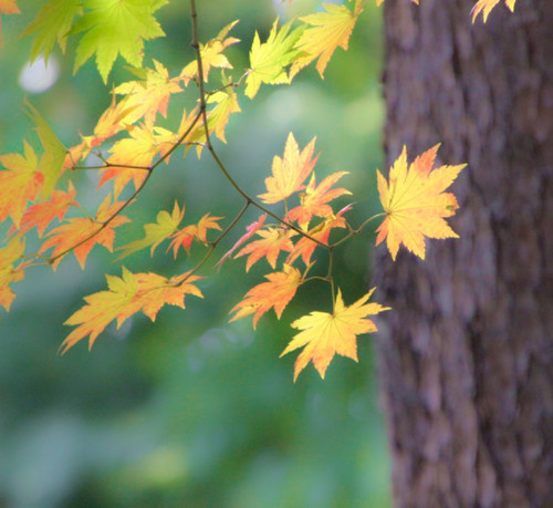 Acer pseudosieboldianum