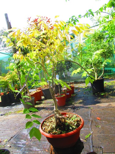 Wisteria prolific bonsai tree - prolific,