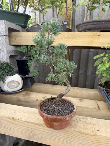 Potted pine bonsai tree pinus - potted,