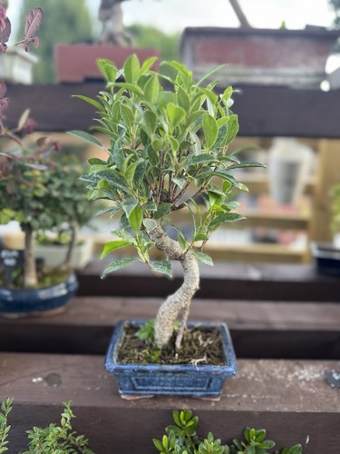 Ficus bonsai tree - ficus,