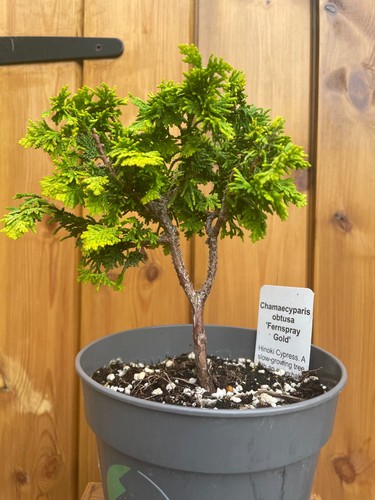 26cm hinoki cypress bonsai - bonsai, in