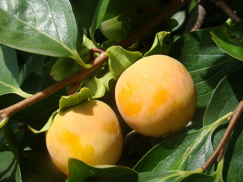 Diospyros kaki sharon fruit - kaki,,