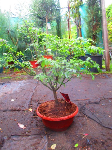 2ft inc pot - pot, bonsai
