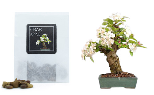 Crab apple tree - crab, bonsai
