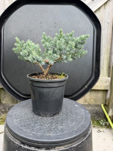 Juniper bonsai tree - juniper,