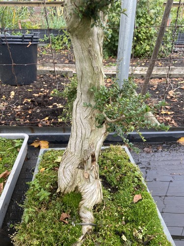 Honey suckle bonsai tree - tree,