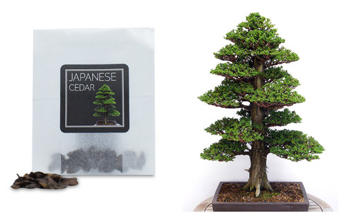 Japanese cedar bonsai seed - japanese,