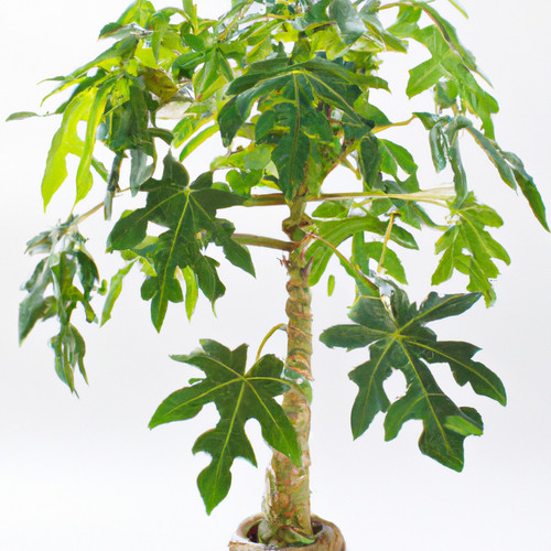 Papaya bonsai exotic fruit - bonsai,