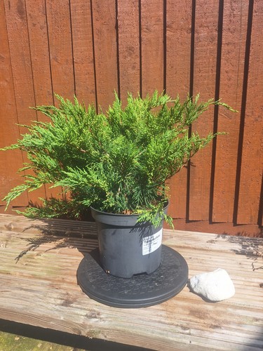 Juniperus sabina pot - juniperus, –