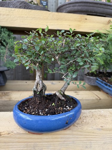 Finished bonsai tree broadleaf - finished,