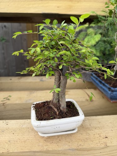 Ulmus bonsai tree broadleaf - tree,