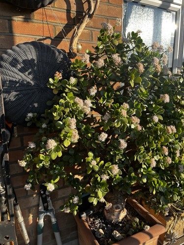 Bonsai very lucky year old - bonsai,