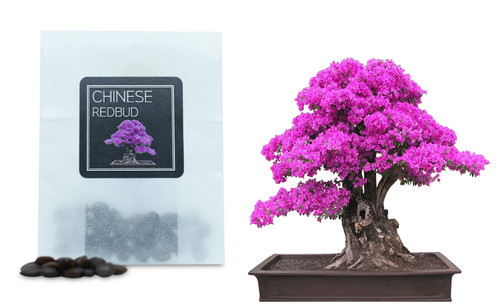 Chinese redbud bonsai seeds - 30,