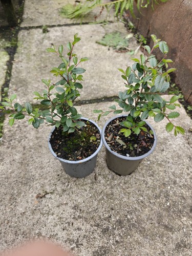 Chinese elm ulmus - x2,