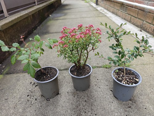 Bonsai starter set chinese - bonsai,