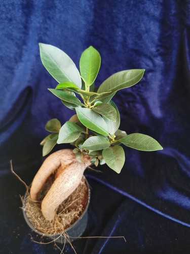 Ficus ginseng bonsai tree - ginseng,