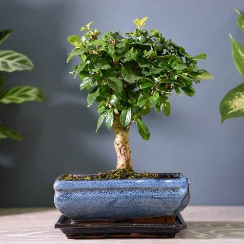 Carmona microphylla bonsai - microphylla,
